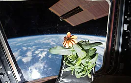 Первое растение в космосе