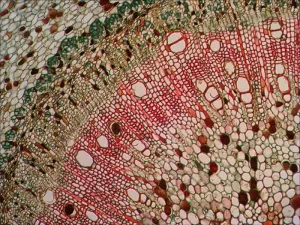 Набор готовых микропрепаратов Levenhuk N18 NG, изображение 7