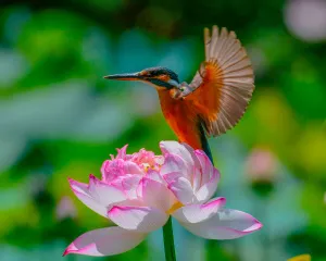 Фототелескоп Levenhuk Kelvin MAK60 mini AZ, изображение 5