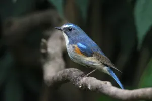 Фототелескоп Levenhuk Kelvin MAK80 AZ, изображение 5