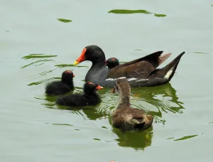 Фототелескоп Levenhuk Kelvin MAK80 AZ, изображение 7