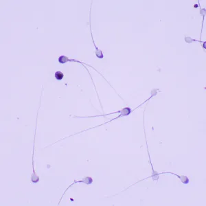 Микроскоп биологический MAGUS Bio 260T, изображение 23