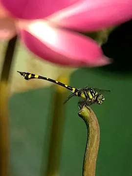 Фототелескоп Levenhuk Kelvin MAK80 AZ, изображение 6