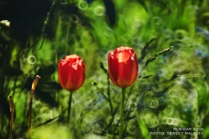 Объектив фотографический МС Рубинар 8/500 Макро, изображение 5