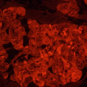 Микроскоп люминесцентный инвертированный цифровой MAGUS Lum VD500L LCD, изображение 24