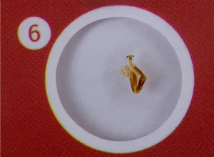 Набор микропрепаратов Levenhuk LabZZ C12, существа, изображение 5