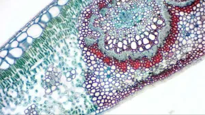 Камера цифровая окулярная Bresser MikrOkular Full HD, изображение 8