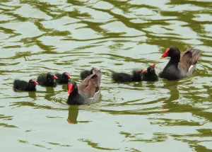 Фототелескоп Levenhuk Kelvin MAK60 mini AZ, изображение 6