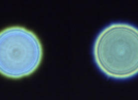 Тест Родье – хорошие результаты!